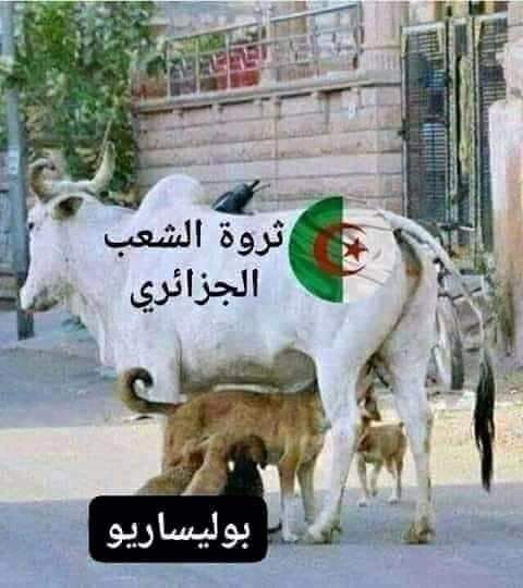 تحرك أميركي يقطع الطريق على مناورات بوليساريو والجزائر في ملف الصحراء